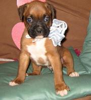 Playful Boxer Puppies ready now for home adoption