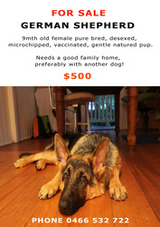 Purebred German Shepherd for sale