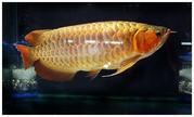 Super Asian Red Arowana fishes and others arowana fishes available