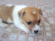 Jack Russell Puppies for sale - Townsville $450 each everything done..