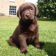 Chocolate Labrador Puppies Neew Home