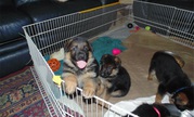 Charming German Shepherd Puppies Need New Home