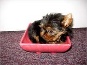 cute male and female yorkie puppies adoption