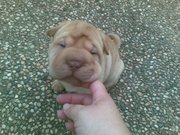 ‎4 shar-pei puppies for sale